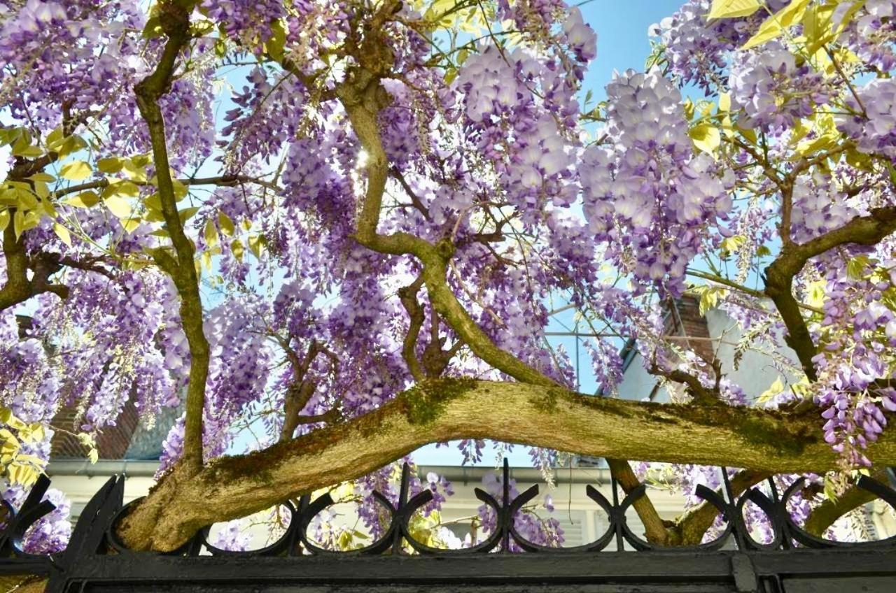Wisteria Bed & Breakfast Fontainebleau Exterior photo